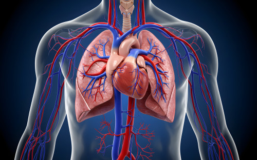Anatomie-Physiologie